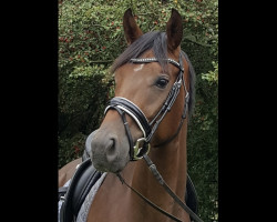 dressage horse BreFood's Freddocchino (Oldenburg, 2014, from Fürst Romancier)