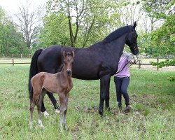 broodmare Czardasfuerstin (Oldenburg, 2003, from Fürst Heinrich)