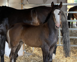 Pferd Charisma SO (Mecklenburger, 2021, von Caskarico)