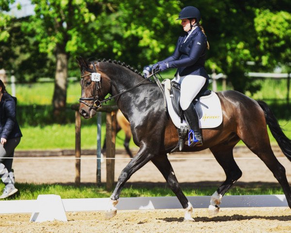dressage horse Damasco 16 (German Sport Horse, 2018, from Darios ll)
