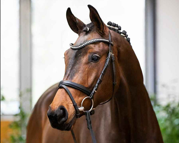 dressage horse Fürst Ferro (Hanoverian, 2018, from Fürst Jazz)