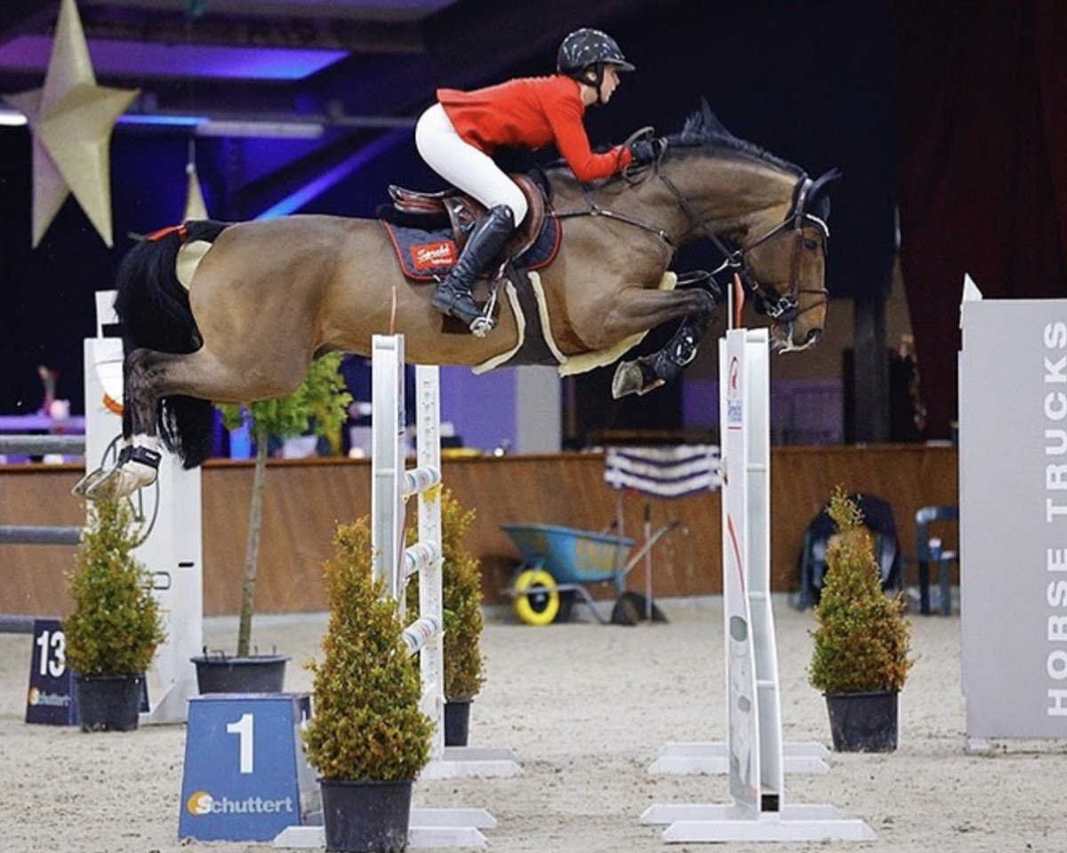 Deckhengst Stakkatos Charming Boy (Oldenburger Springpferd, 2014, von Stakkato Gold)
