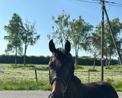 jumper Leonetta MW (German Sport Horse, 2019, from Lauck's Locke)