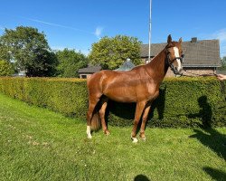 jumper Venicia MW (German Warmblood, 2019, from Vagabond de la Pomme)