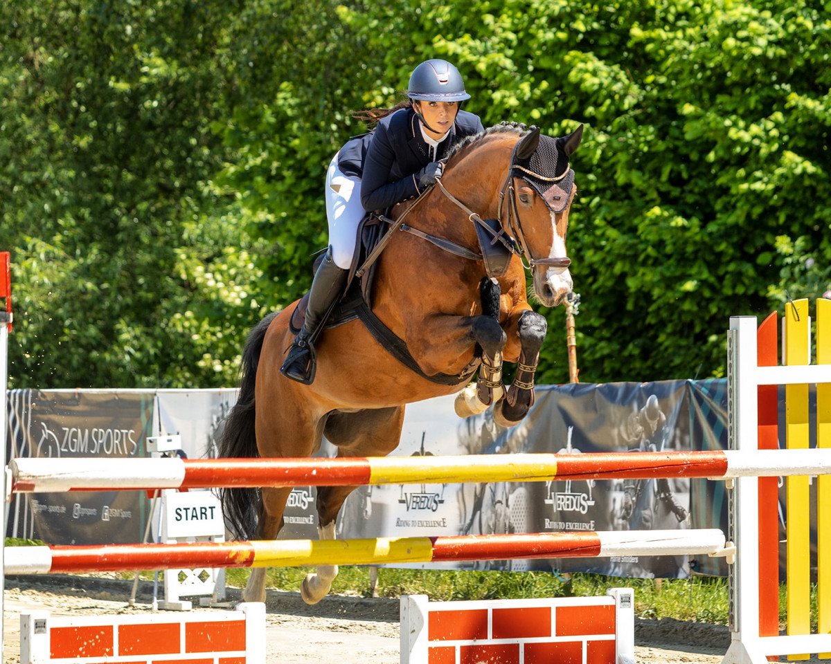 Springpferd Quentino 30 (Westfale, 2013, von Quipeggio)