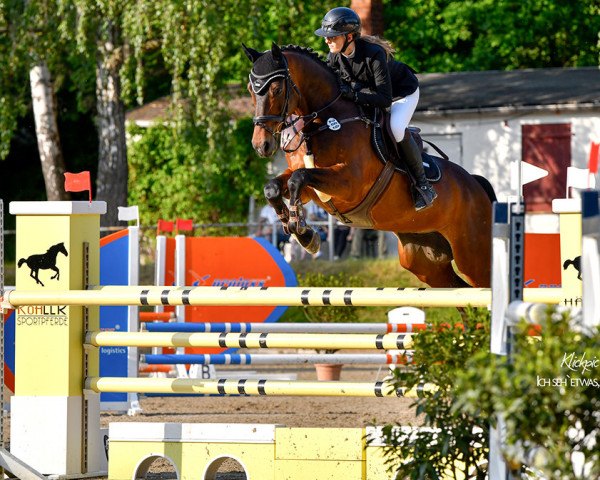 jumper Crossfire Ms (German Sport Horse, 2012, from Cinsey)