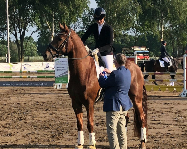 dressage horse Bernstein 134 (Westphalian, 2019, from Baron)