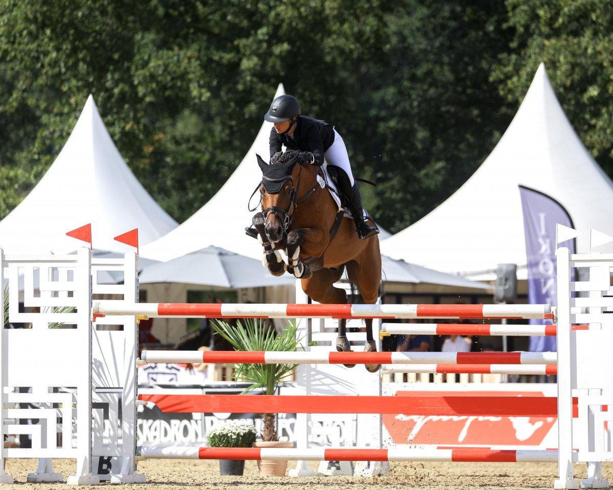 jumper Loki Luke (Holsteiner, 2015, from Limbus)