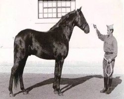 stallion Zorro (Lusitano, 1958, from Zaragozano III)