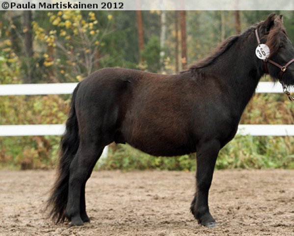 Pferd Jokimäen Ransu (Shetland Pony, 2011, von Nyhagens Marlon 127 SH)