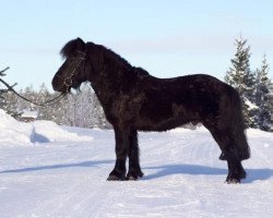 horse Jokimäen Ruben (Shetland Pony, 2013, from Nyhagens Marlon 127 SH)