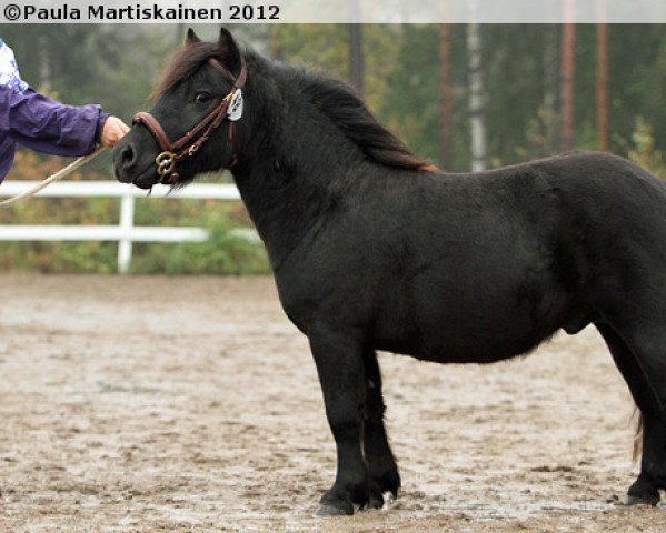 Pferd Jokimäen Rumba (Shetland Pony, 2010, von Nyhagens Marlon 127 SH)