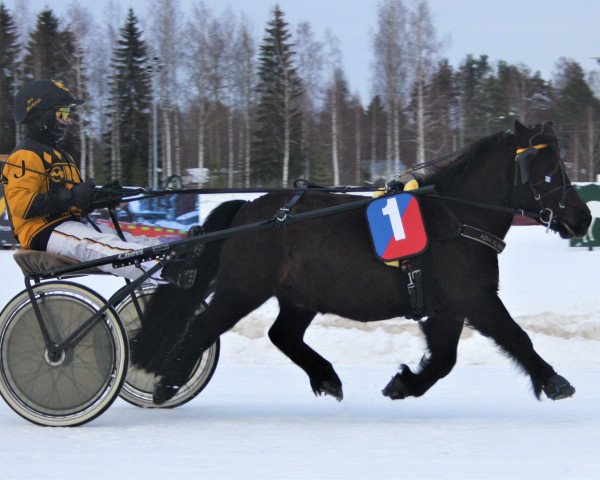 Pferd Jokimäen Robin (Shetland Pony, 2012, von Nyhagens Marlon 127 SH)