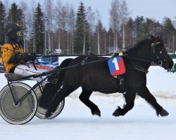 Pferd Jokimäen Robin (Shetland Pony, 2012, von Nyhagens Marlon 127 SH)