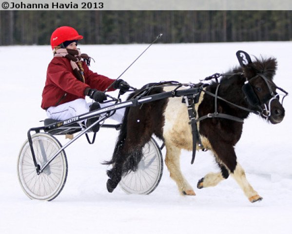 Pferd Jokimäen Rabbe (Shetland Pony, 2007, von Big Tico 36 SH)