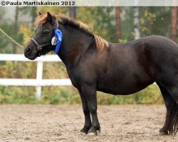 Zuchtstute Jokimäen Jasu 1202 SH (Shetland Pony, 2006, von Big Tico 36 SH)