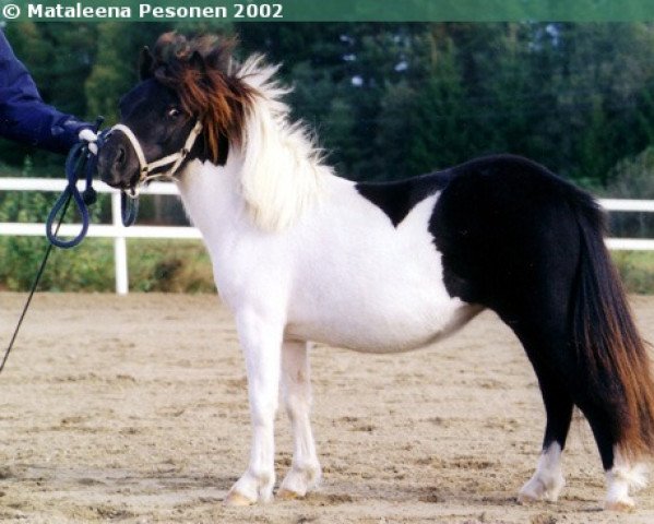 Pferd Jokimäen Adalmiin 985 SH (Shetland Pony, 2001, von Big Tico 36 SH)