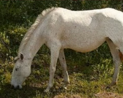 horse Jardineira (Lusitano, 1991, from Universo)