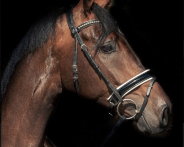 dressage horse Famous 45 (Oldenburg, 2017, from Fürst Sevillano)
