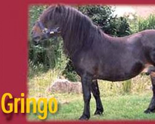stallion Gringo (Shetland Pony, 1998, from Giegant v. Geldersoord)