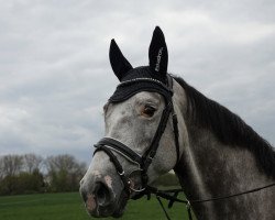 jumper Cimba 37 (Hanoverian, 2016, from Cicero Z van Paemel)