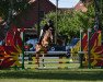 jumper Harvey 56 (German Riding Pony, 2005, from Hightrick)