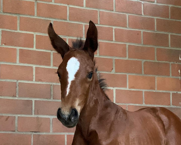 jumper Agadira (Rhinelander, 2022, from Aganix du Seigneur)