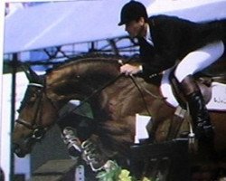 stallion Tsar de Baussy (Selle Français, 1985, from Muguet du Manoir)