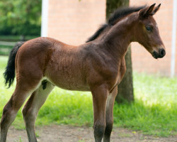 Pferd Cincinnati (Rheinländer, 2023, von Cicero Z van Paemel)