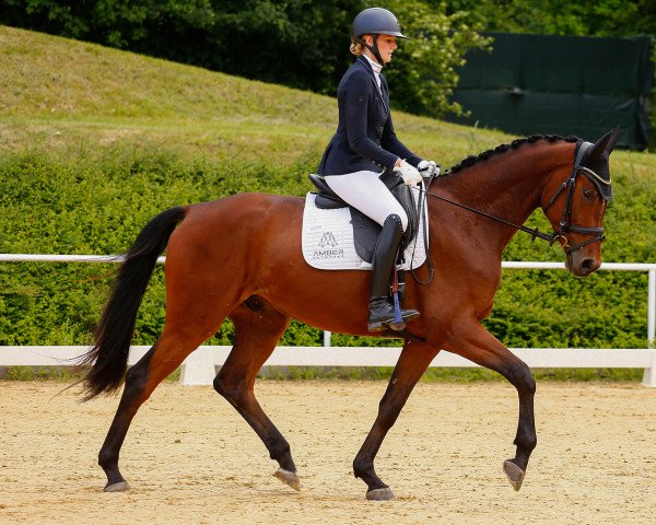 dressage horse Prinz Lorenz (German Sport Horse, 2019, from Palmares)