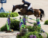 jumper Coupe du Rouet (Oldenburg show jumper, 2006, from Coupe de Coeur 2)