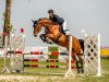 jumper La' Doriana (anglo european sporthorse, 2016, from Landrover)