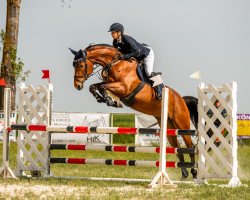 jumper La' Doriana (anglo european sporthorse, 2016, from Landrover)