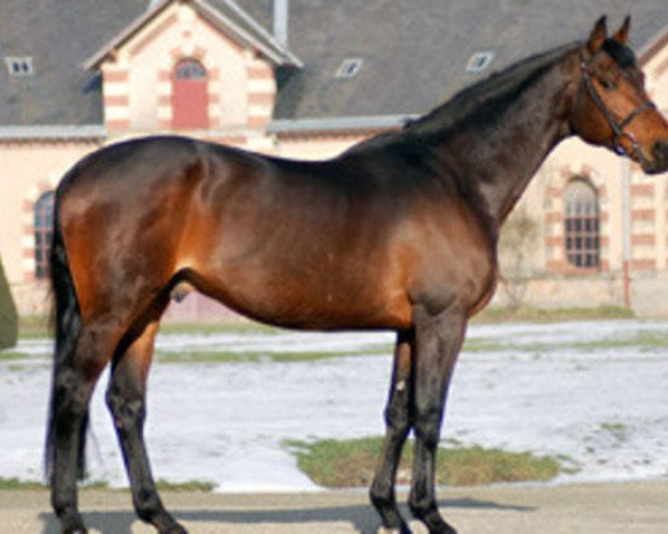 stallion Ilvien des Mielles (Selle Français, 1996, from Beau Reve Platiere)