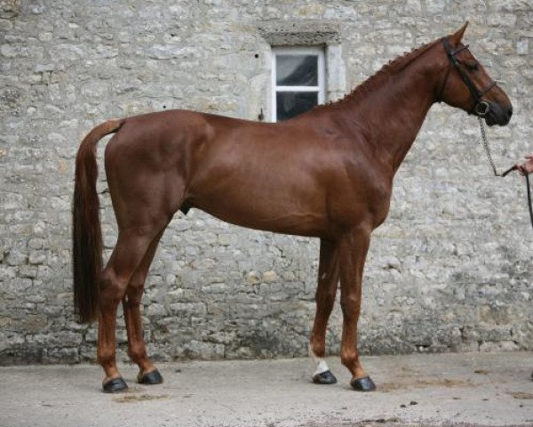 stallion Panama Tame (Selle Français, 2003, from Carthago)
