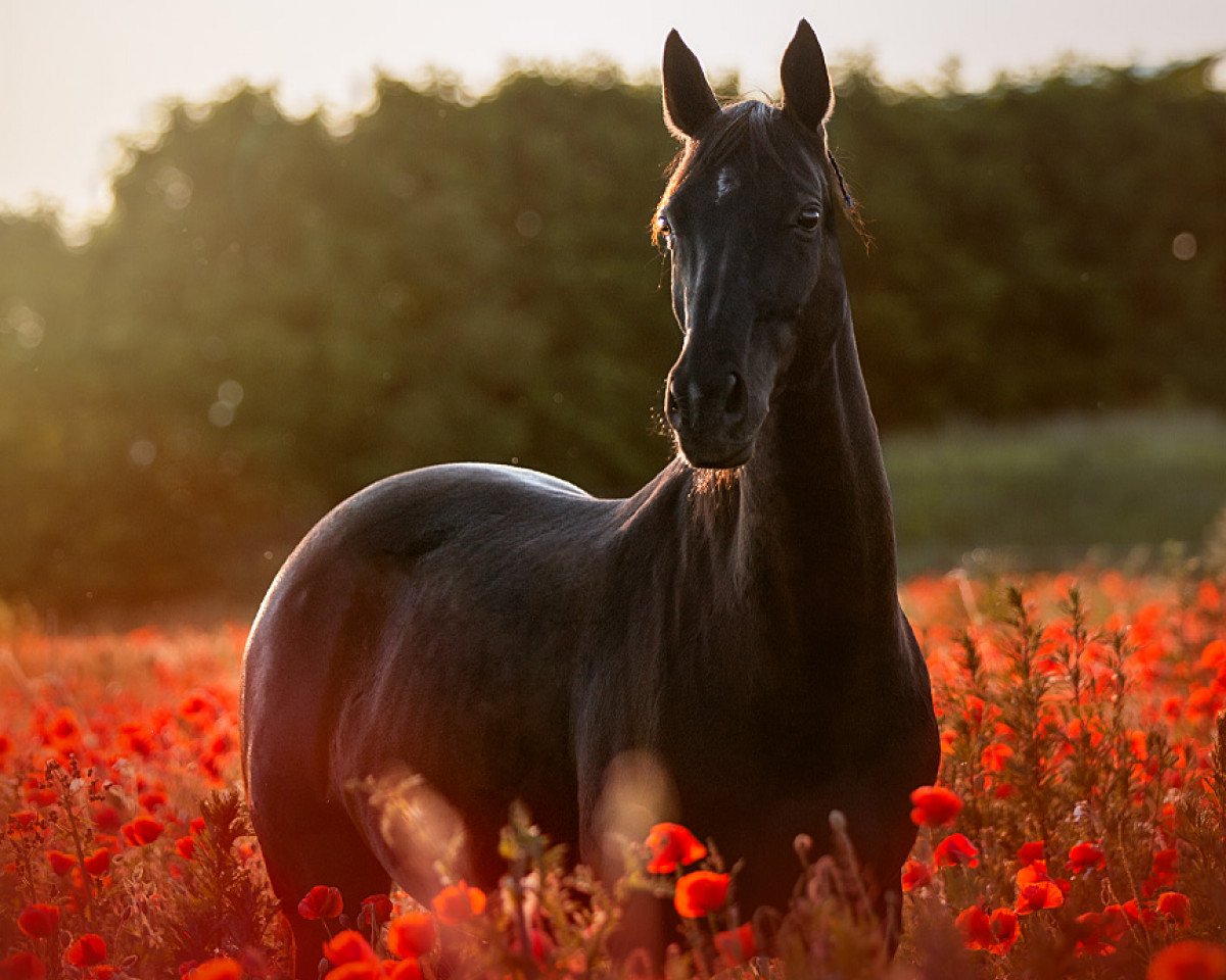 dressage horse Donna Bellezza (Hanoverian, 2012, from Don Darius)