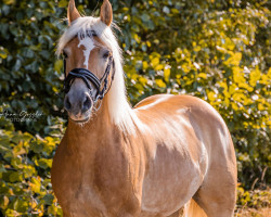 dressage horse Nina (8,59% ox) (Edelbluthaflinger, 2012, from Naigon (4,69% ox))