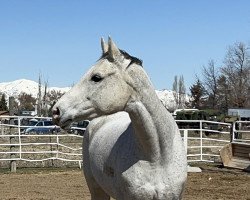 broodmare Carry Me Over Z (Zangersheide riding horse, 2010, from Catoki)