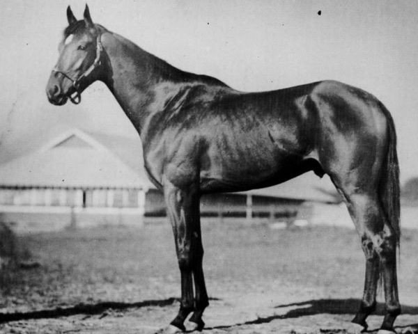stallion Pot O'Luck xx (Thoroughbred, 1942, from Chance Play xx)