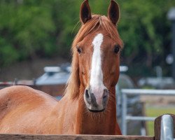 Pferd Cadlanvalley Camelot (Welsh Pony (Sek.B), 2012, von Russetwood Elation)