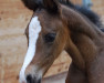 dressage horse D'Amour DHT (Bavarian, 2013, from Charmeur 355)