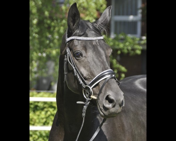 broodmare Aischa (Oldenburg, 2008, from San Amour I)