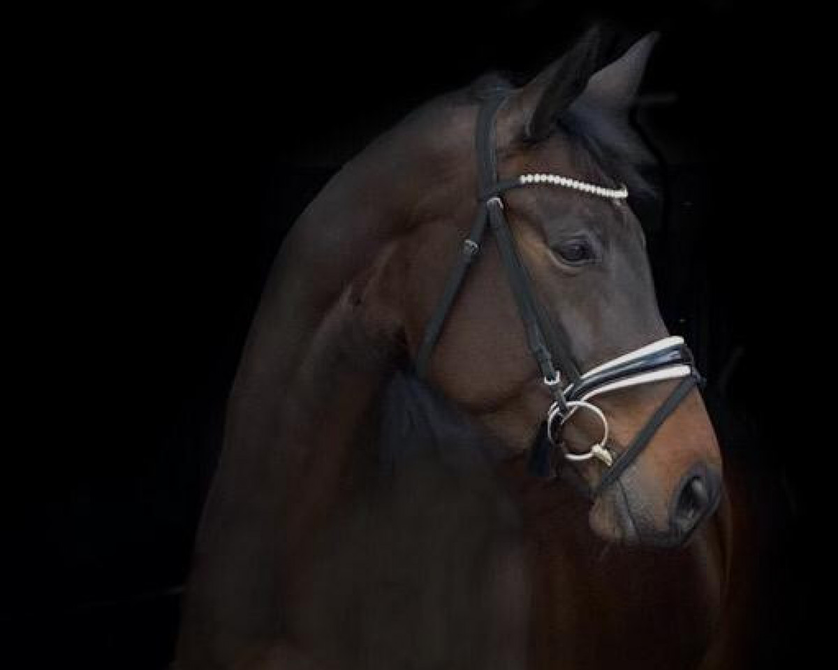 horse Bini Bo 9 (Oldenburg, 2015, from Bordeaux)