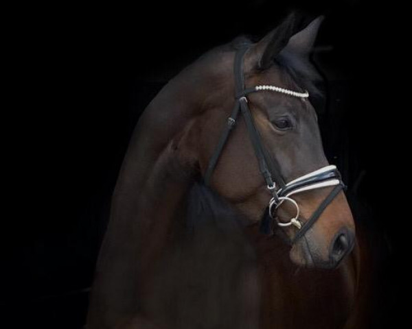 Pferd Bini Bo 9 (Oldenburger, 2015, von Bordeaux)
