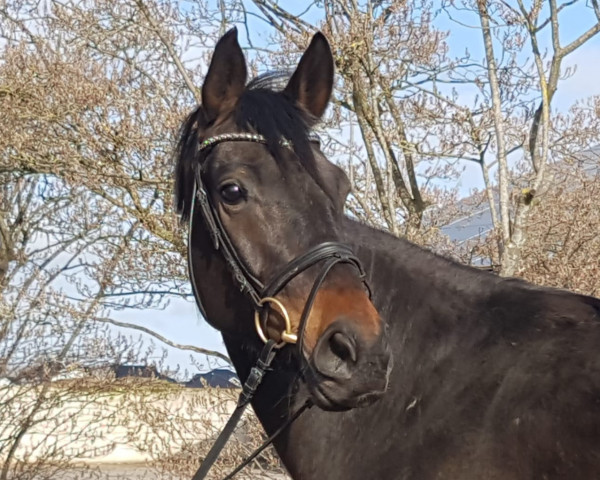 dressage horse First Lady (Hanoverian, 2016, from Fürsten-Look)