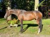 broodmare Rockabye (Hanoverian, 2017, from Rock Forever NRW)