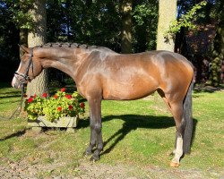 broodmare Rockabye (Hanoverian, 2017, from Rock Forever NRW)