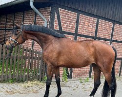 broodmare Feenya (Hanoverian, 2018, from Finnigan)