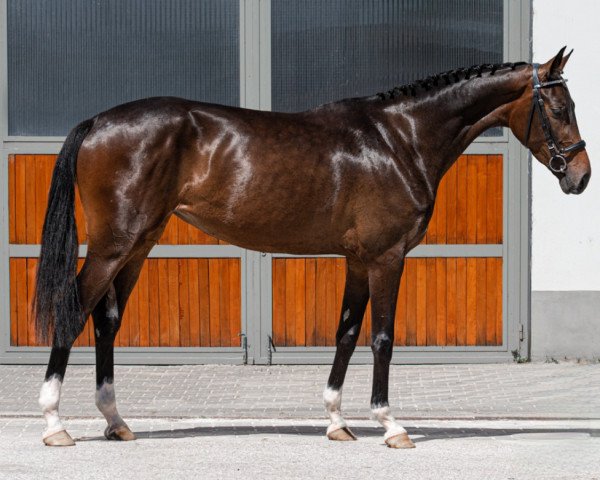 jumper Luigi's beauty (Zangersheide riding horse, 2019, from Luigi D'Eclipse)