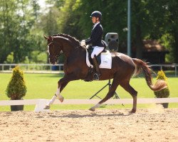 dressage horse BreFood's Suncloud (Oldenburg, 2019, from Sezuan's Donnerhall)